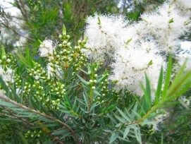 Tea Tree oil for hair