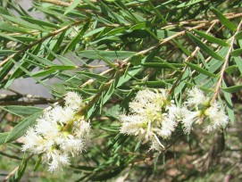 Tea Tree oil patanjali