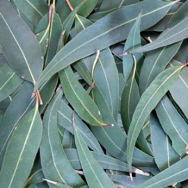 Eucalyptus Oil