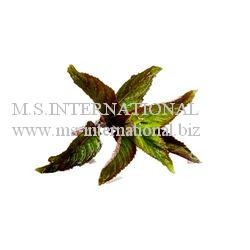 usa peppermint oil