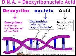 GENETIC & AUTO IMMUNE