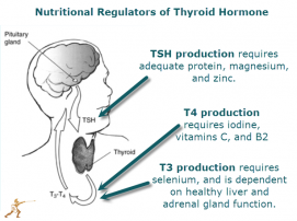 ENDOCRINE SYSTEM