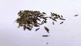 Stevia Seeds