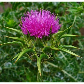 Milk thistle