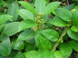 Gymnema Sylvestre Leaves Exporters India