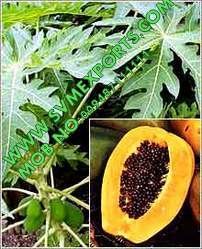 Carica Papaya Leaves Suppliers From India