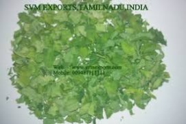 SVM EXPORTS INDIA Moringa Dry Leaves Exporters