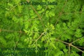 moringa teacut leaves