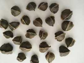 MORINGA WINGLESS SEEDS