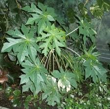 PAPAYA LEAVES