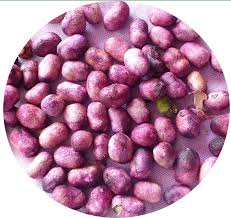 Jamun  Seed