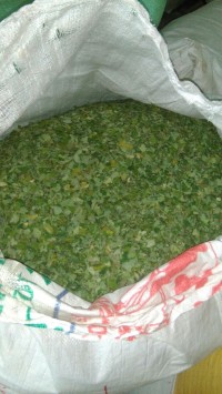 Moringa Dry Leaves Suppliers