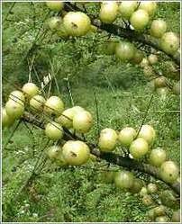 Amla