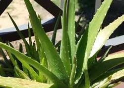 aloe Vera Products