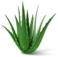 Aloe Vera Products