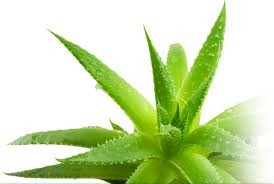 aloe Vera Products