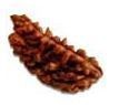 Rudraksha