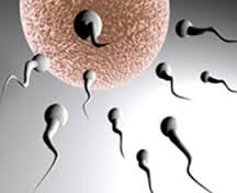 Male Infertility Treatment Medicine