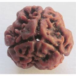 Rudraksha Beads