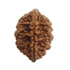 Rudraksha