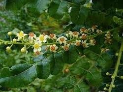 Boswellia Serrata