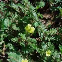 Tribulus Terrestris