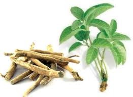 Ashwagandha Capsules