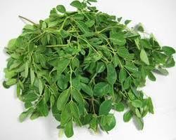 Moringa Oleifera