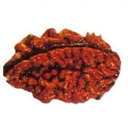 Rudraksha Beads