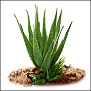 Aloe Plant