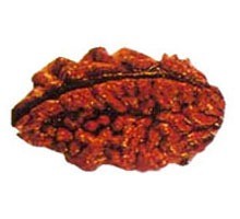 Rudraksha Beads