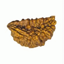 Rudraksha Beads