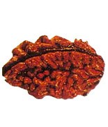 Rudraksha Beads