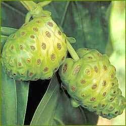 Noni Juice