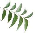 Neem leaves