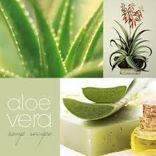 Aloe vera soap