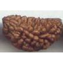 Rudraksha Beads