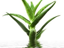 Aloe vera