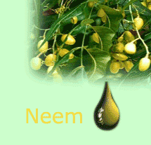 Neem oil