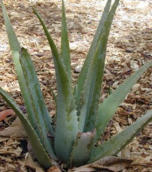 Aloe Vera