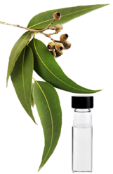 Eucalyptus Oil