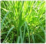 Citronella Oil