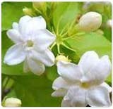 Jasmine Oil