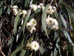 Eucalyptus Oil