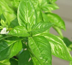 BASIL OIL