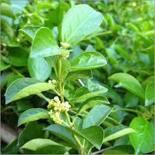 Gymnema Sylvestre