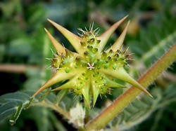 Tribulus Terrestris