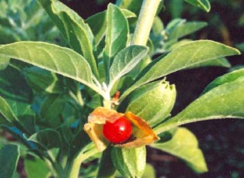 Ashwagandha Extract