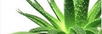 Aloe Vera Powder