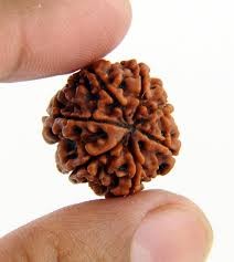 Rudraksha Beads